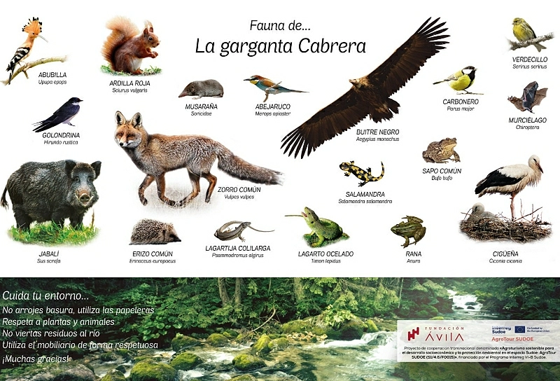 FLORA Y FAUNA DE LA GARGANTA CABRERA